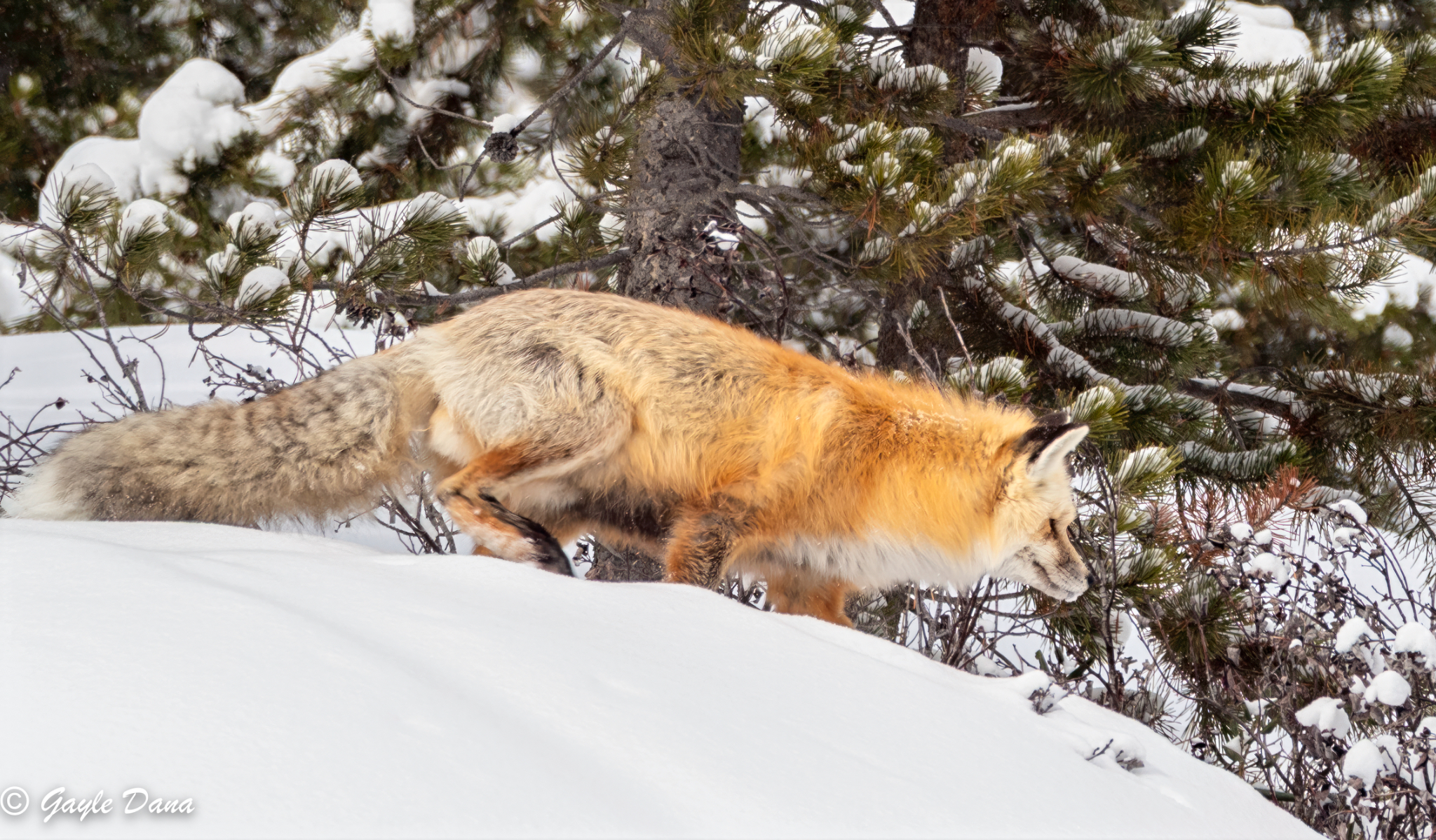 Fox 5